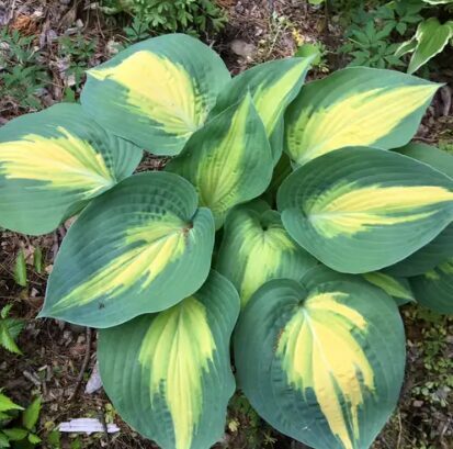 Hosta 'Smash Hit'